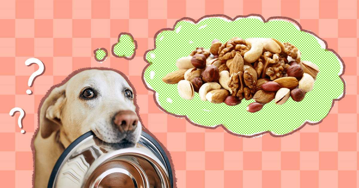 Are Cashew Nuts Safe For Dogs To Eat