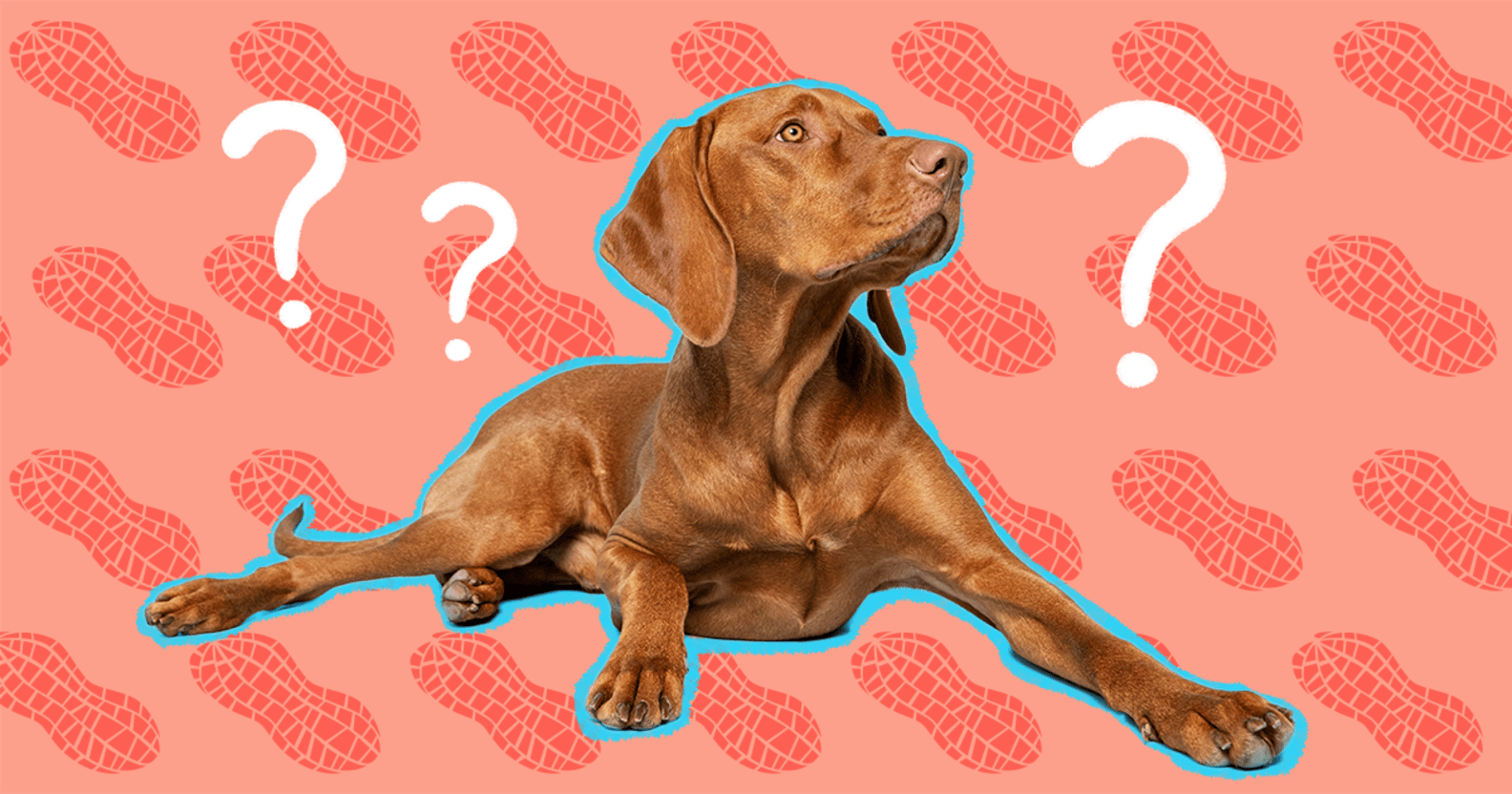 Can Dogs Eat Peanuts? And What Amount Is Safe? DodoWell The Dodo