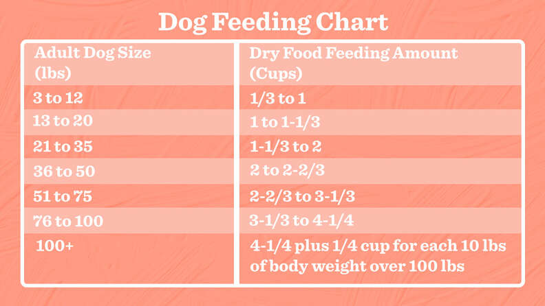 How Much Food Should I Feed My Dog? Here’s What Vets Recommend
