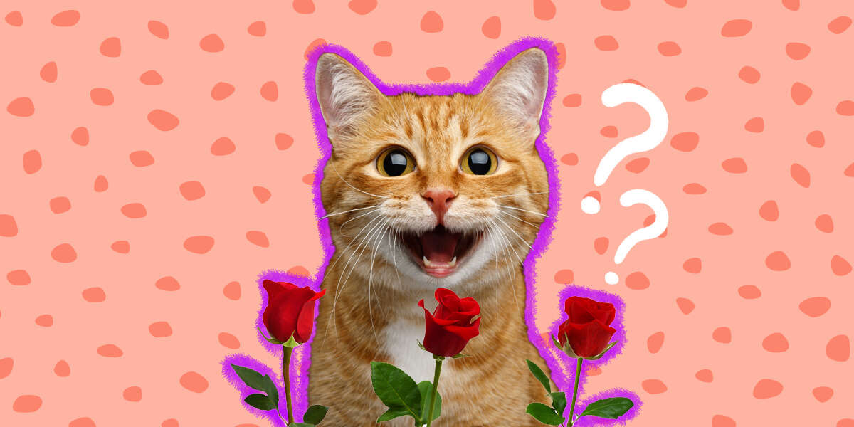 Are Roses Toxic To Cats? Here’s What To Know DodoWell The Dodo