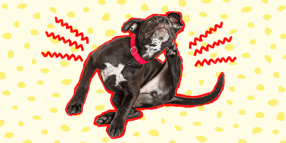 Dog Skin Allergies Common Symptoms And Treatment