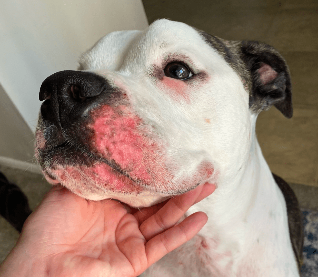 Dog Skin Allergies Common Symptoms And Treatment