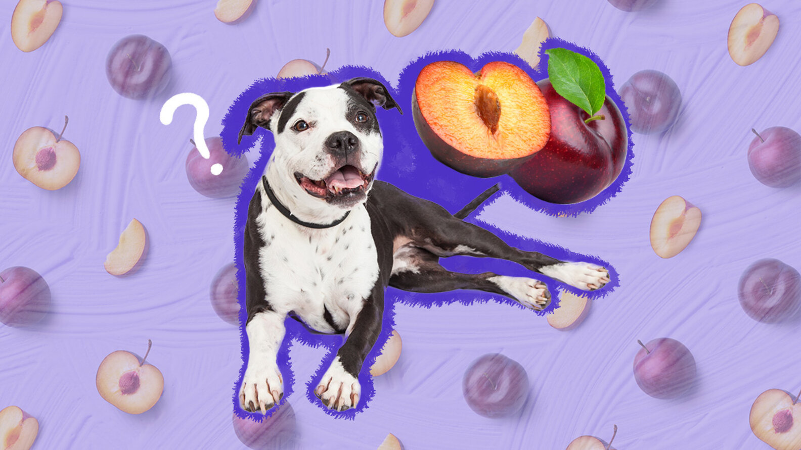 Can Dogs Eat Plums? And What Amount Is Safe? DodoWell The Dodo