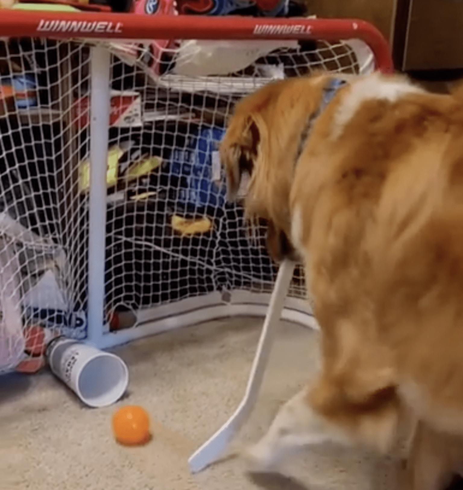 Rescue Dog Celebrates After Scoring Hockey Goal The Dodo