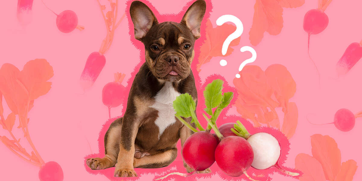 Can Dogs Eat Radishes? And How Much Is Safe? DodoWell The Dodo
