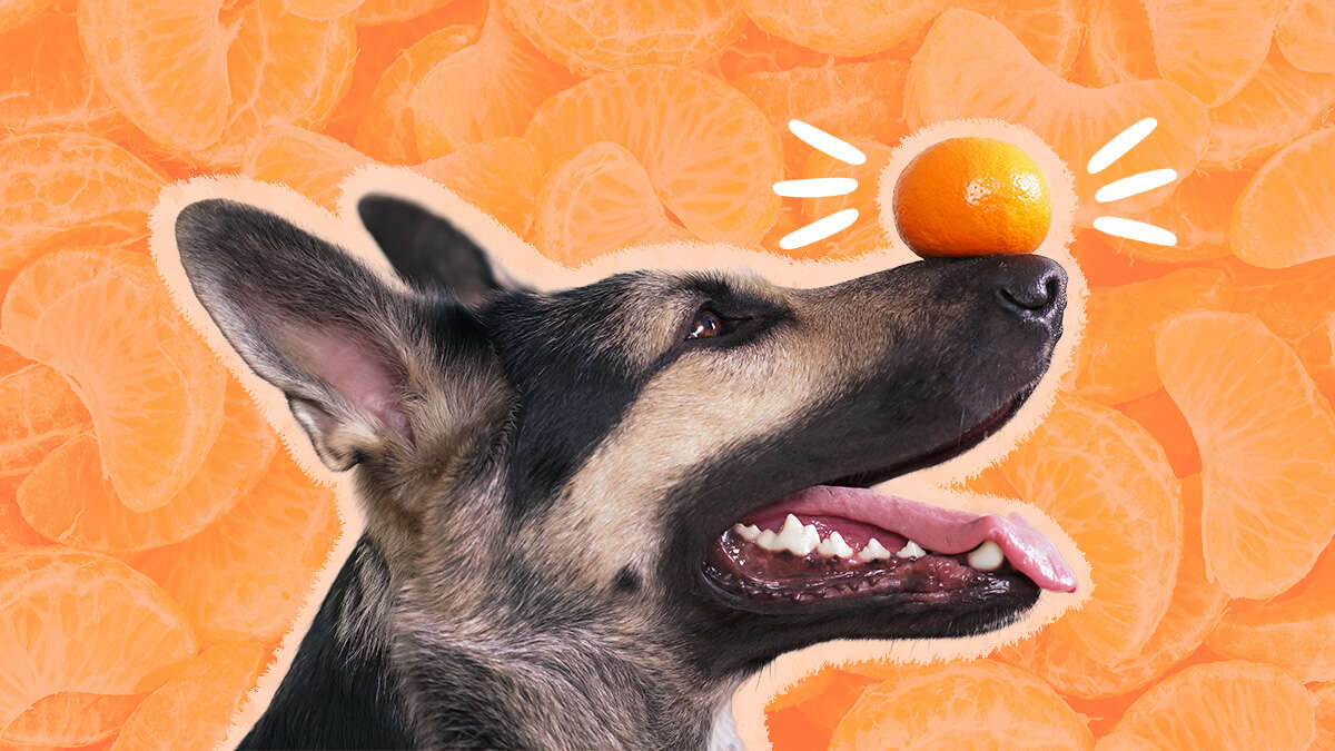 Are Tangerines Bad For Dogs To Eat