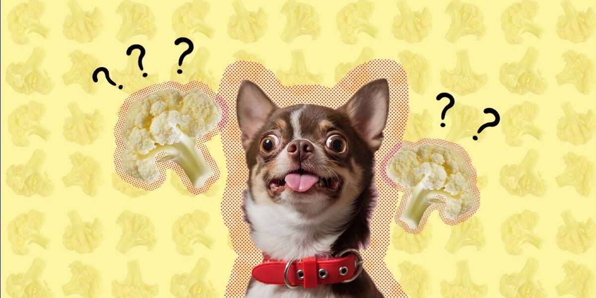 Can Dogs Eat Cauliflower? And What Amount Is Safe? DodoWell The Dodo