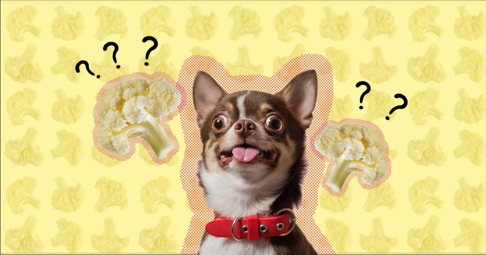 Can Dogs Eat Cauliflower? And What Amount Is Safe? DodoWell The Dodo