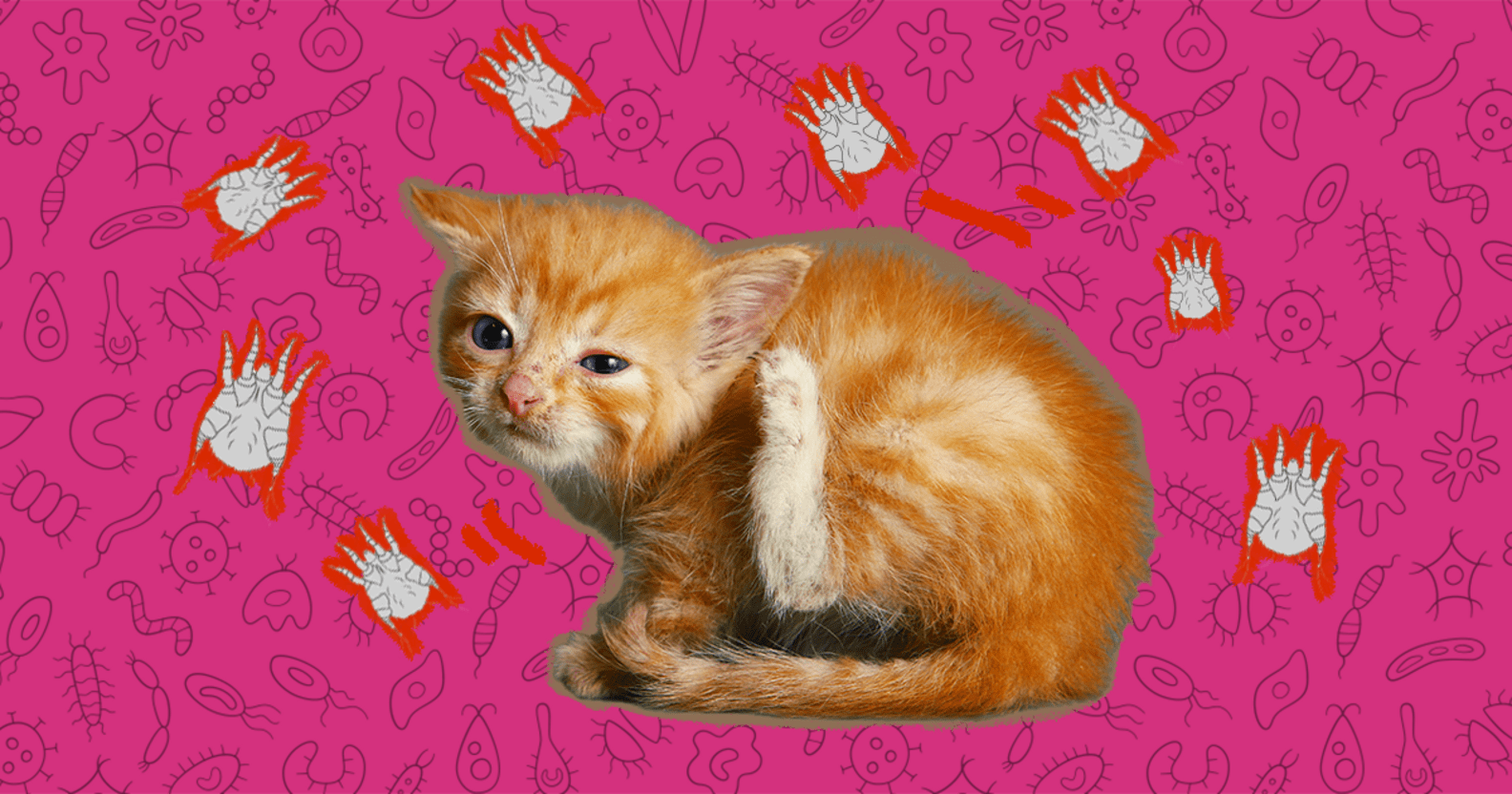 Ear Mites In Cats What They Look Like And How To Get Rid Of Them