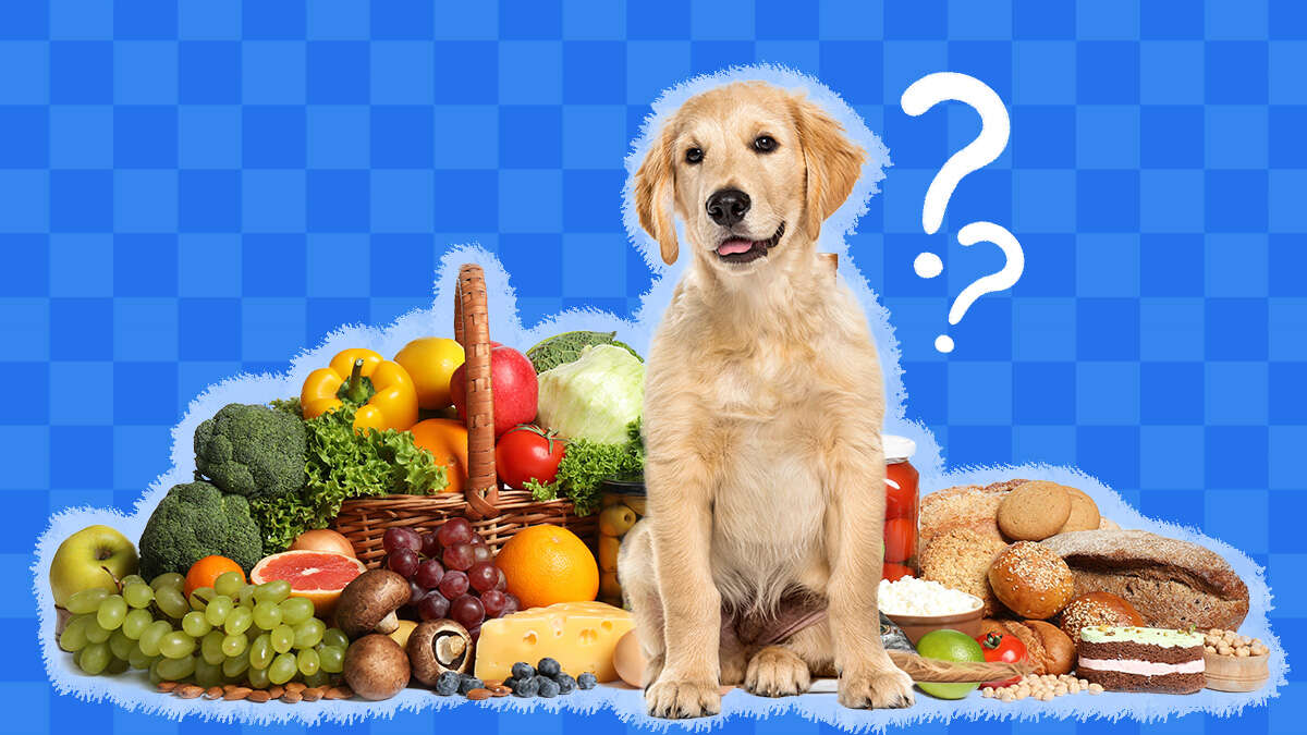 When Can Dogs Stop Eating Puppy Food