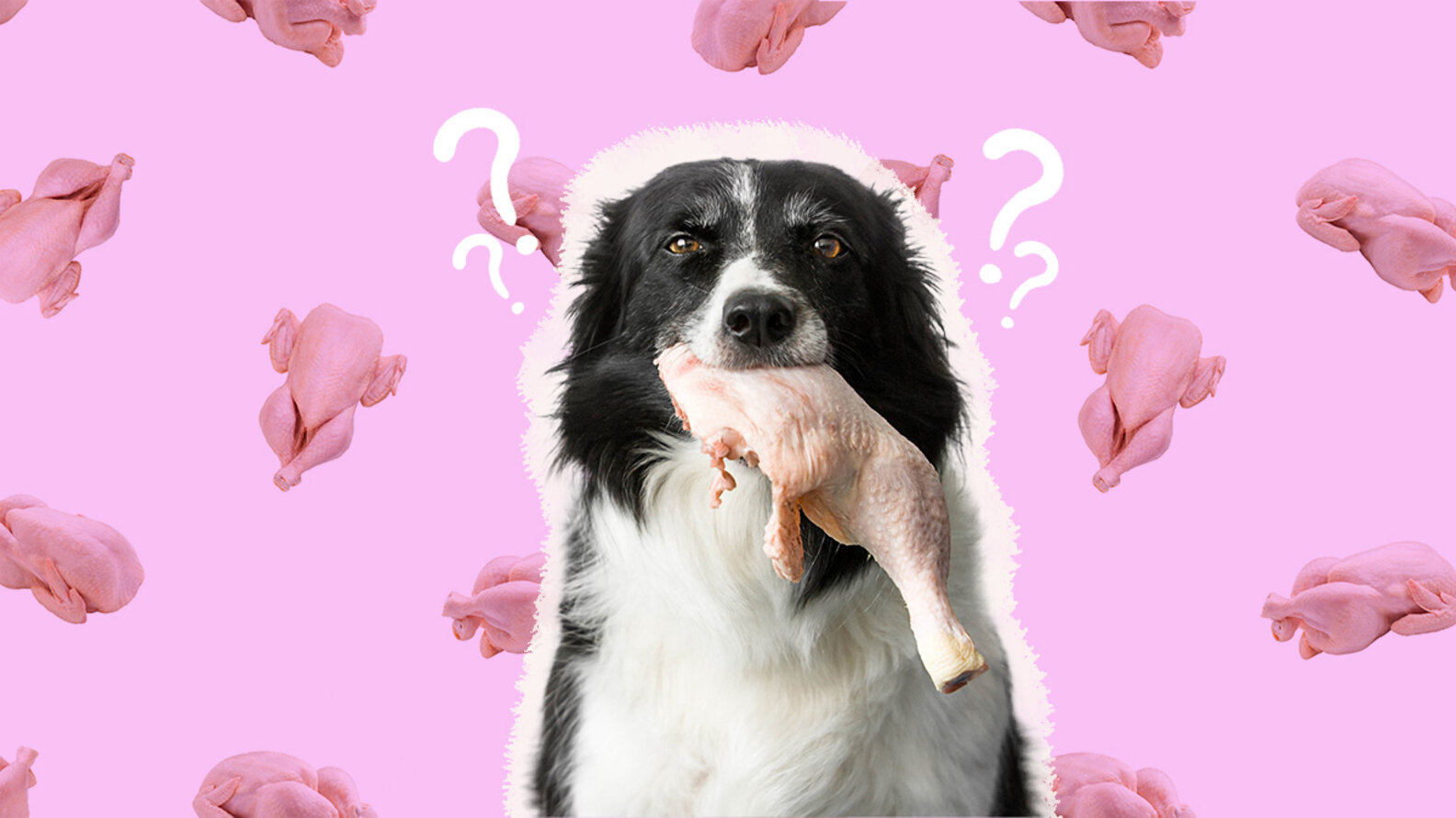 Can Dogs Eat Raw Chicken? And What Amount Is Safe? DodoWell The Dodo