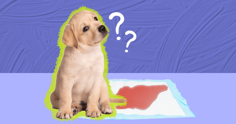 Dog Peeing Blood? Here's What It Means, From A Vet Expert - Dodowell - The Dodo
