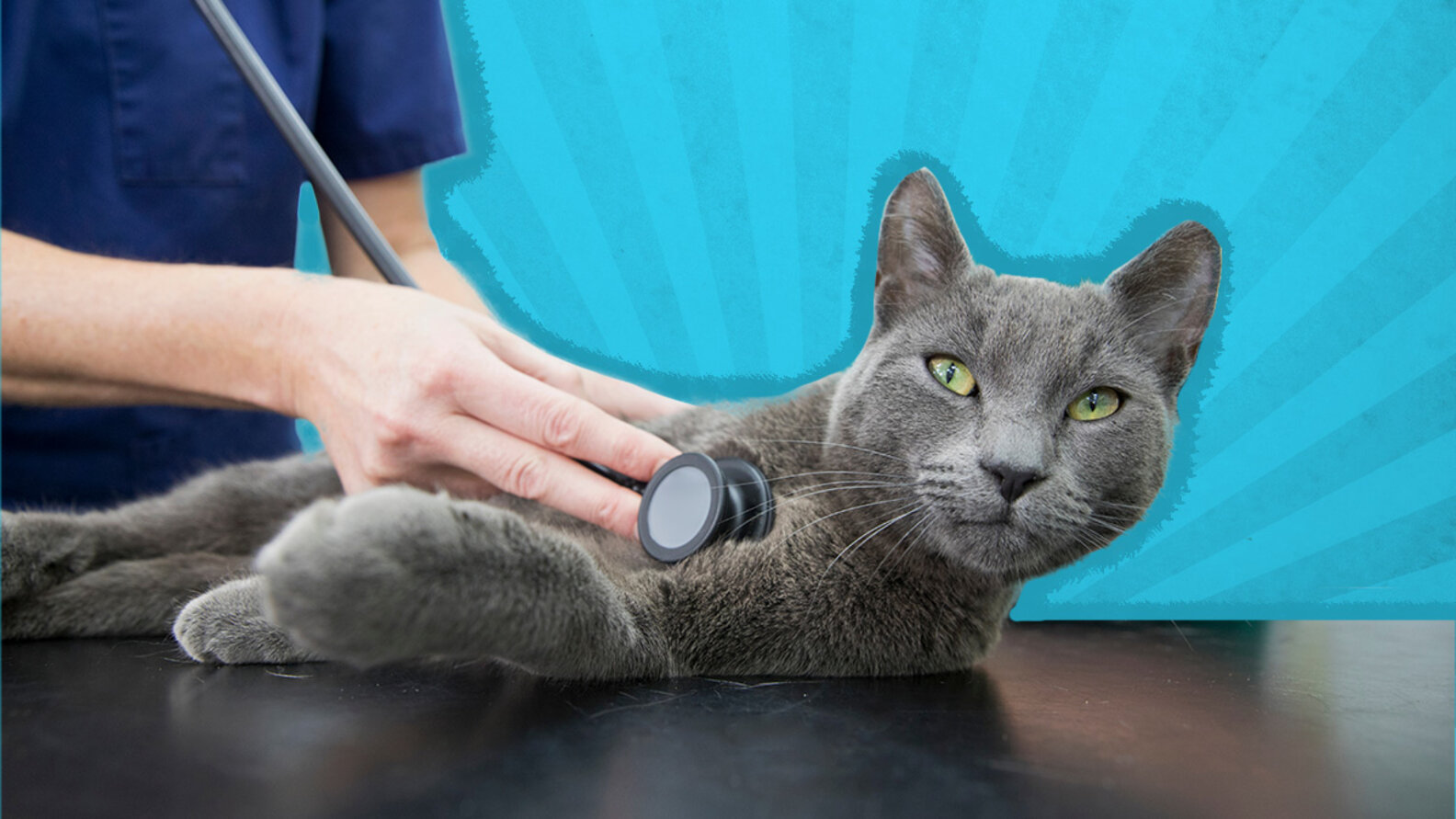 Emergency Cat Care 3 Totally Preventable Causes, According To An ER