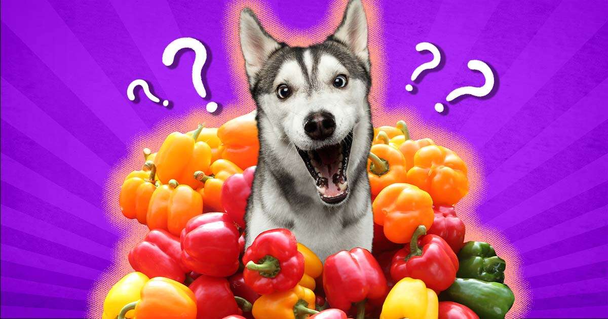 Can Dogs Eat Bell Pepper