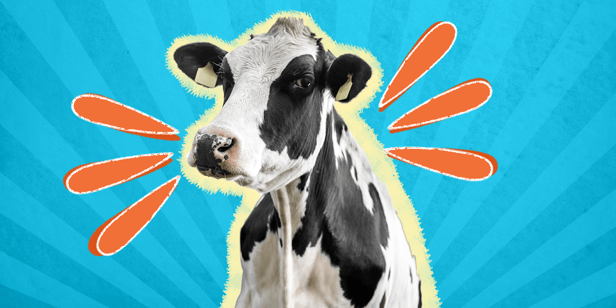 40 Cow Jokes That Will Turn You Into A Cowmedian DodoWell The Dodo