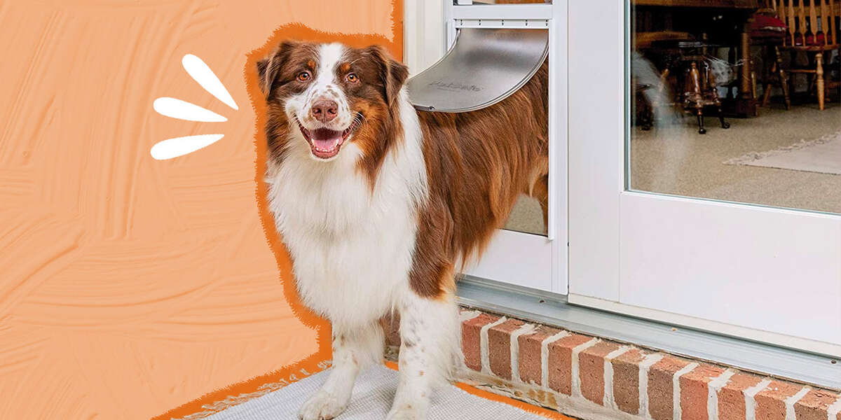 Dog Doors The 7 Best Options For Your Dog’s Independence DodoWell