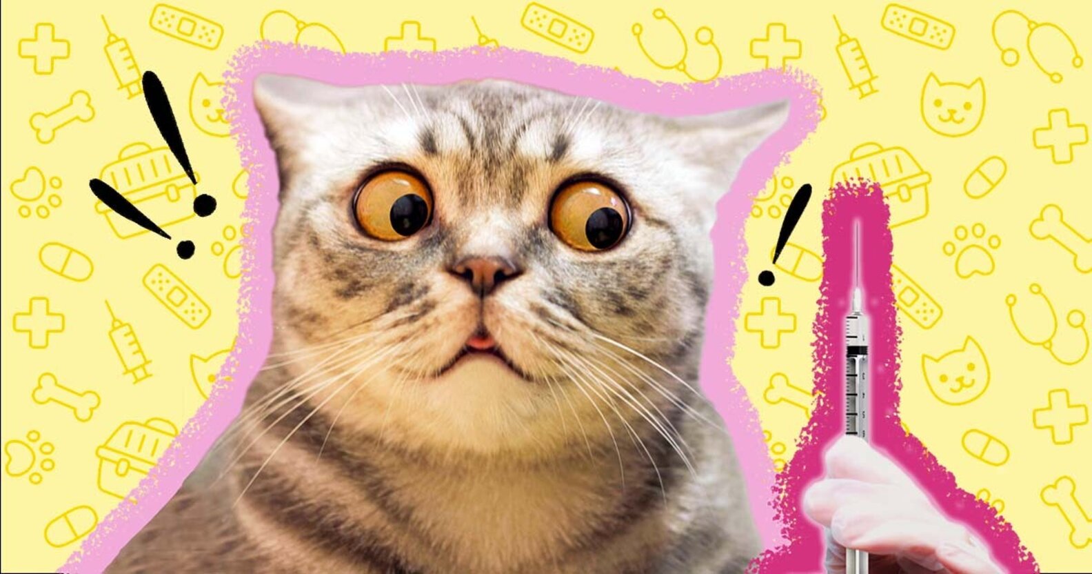 Cat Diabetes Vets Explain Causes, Warning Signs And Treatment Options