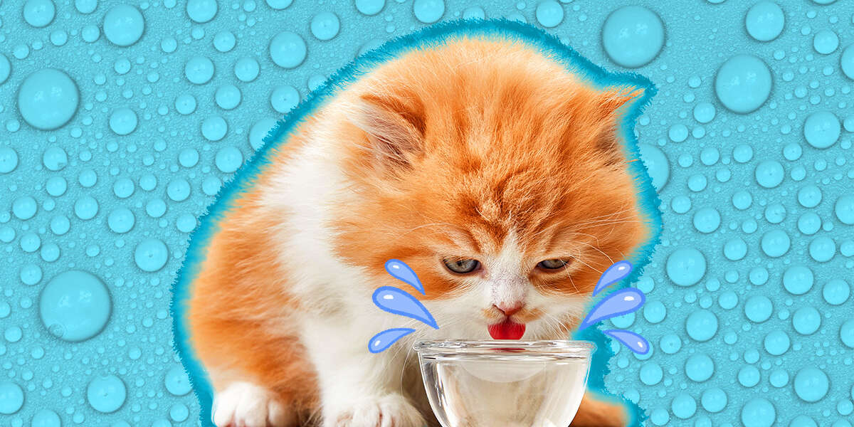 Cat Drinking A Lot Of Water? Experts Explain Potential Causes And When