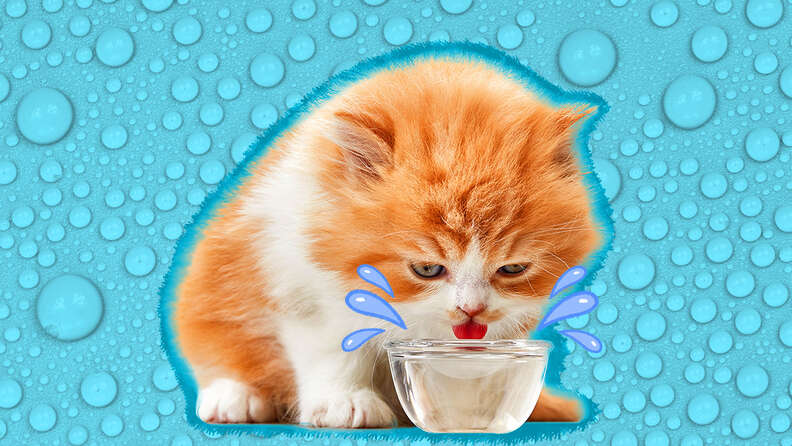 Cat Drinking A Lot Of Water? Experts Explain Potential Causes And When You Should Be Concerned - Dodowell - The Dodo
