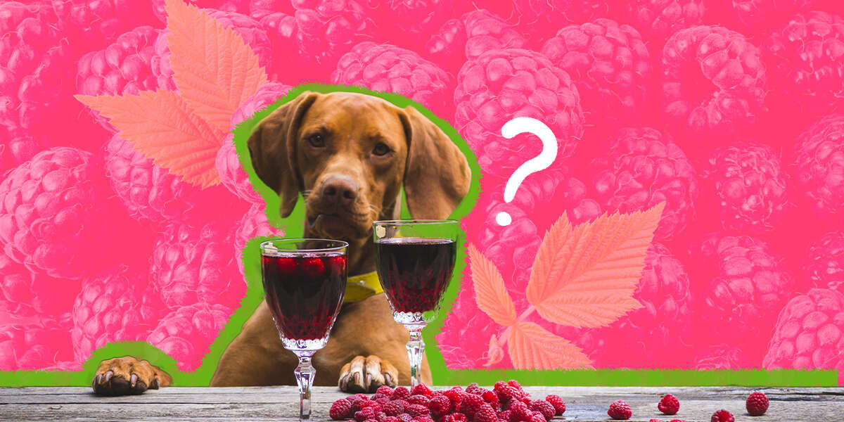 Are Raspberries Safe For My Dog