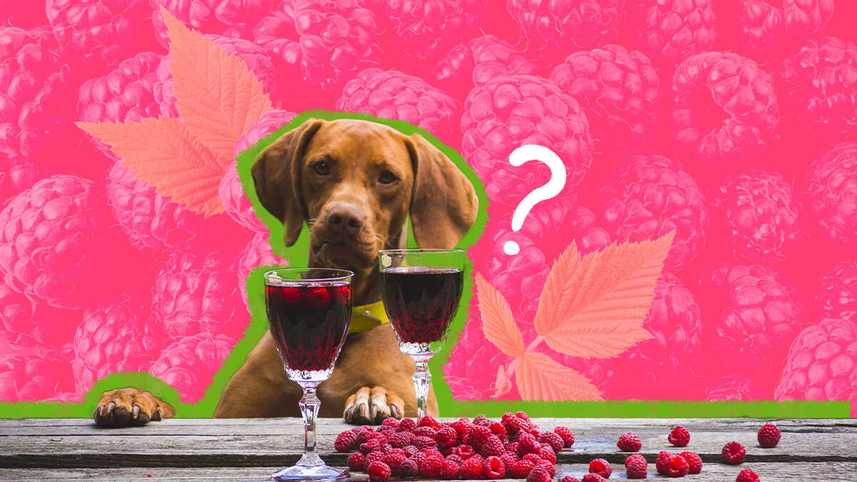 Are Raspberries Safe For Dogs