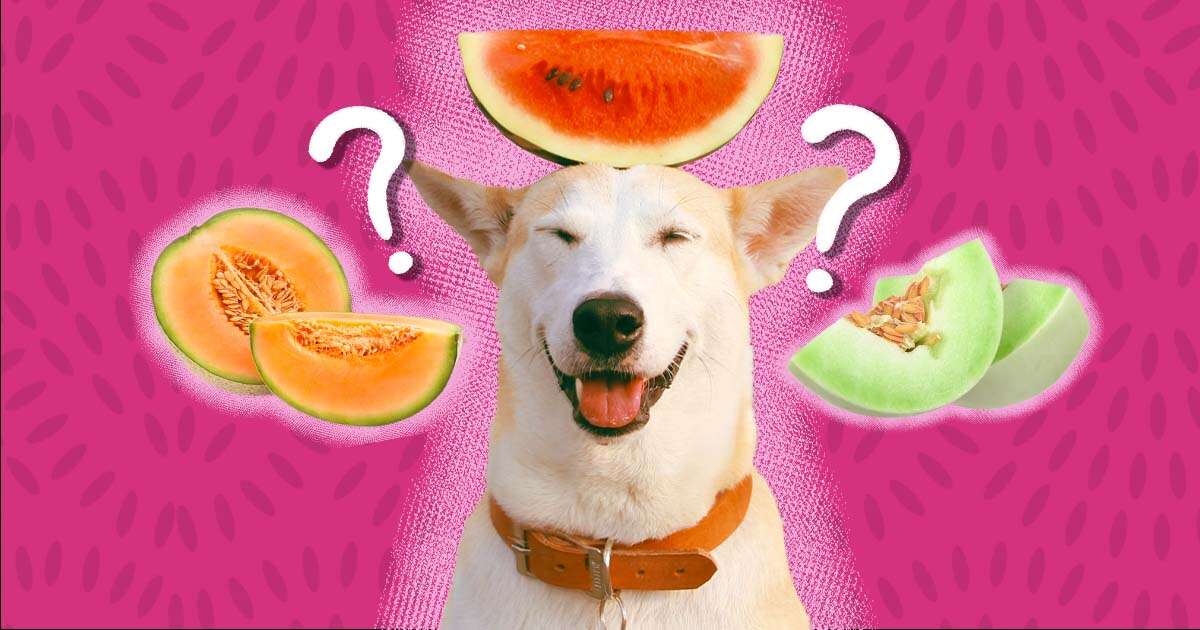 Can Dogs Eat Honeydew Melon Rind