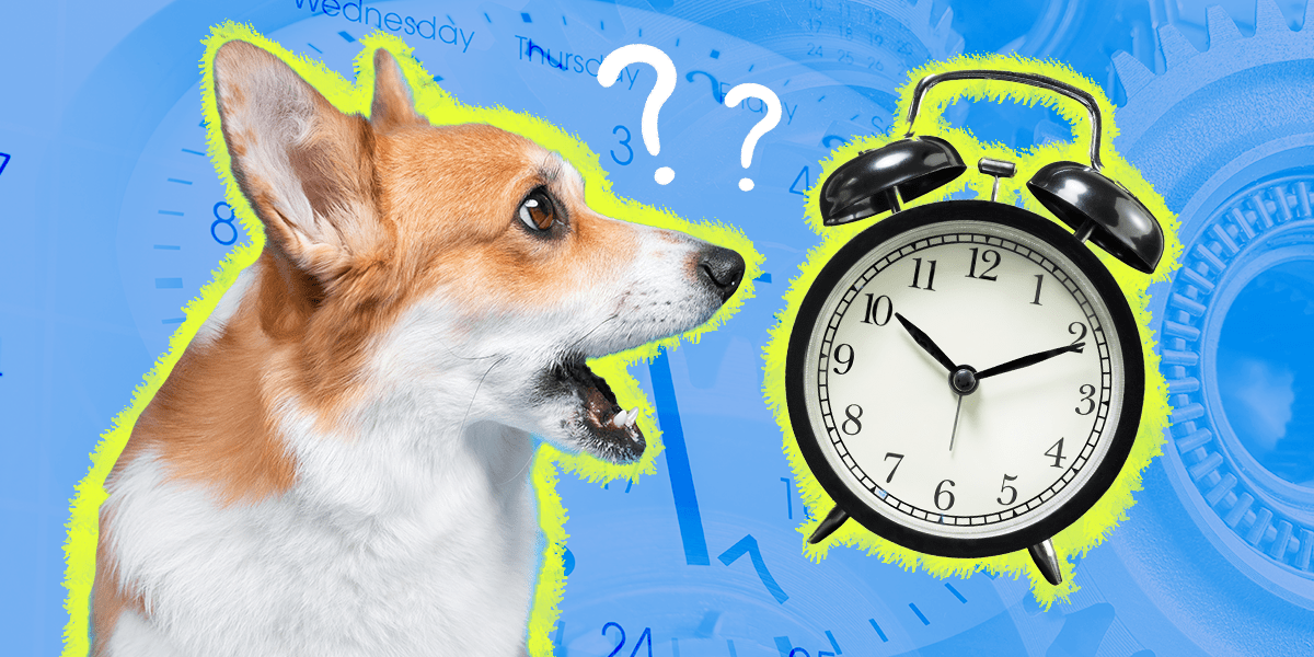 Can Dogs Tell Time? A Veterinary Nurse Explains DodoWell The Dodo