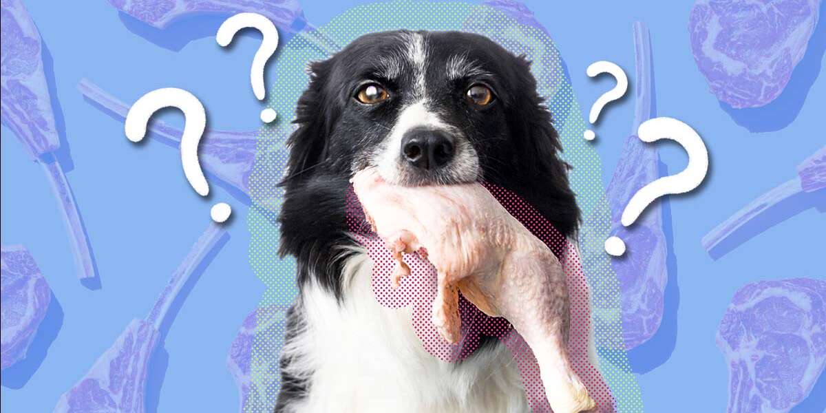 Can Dogs Eat Raw Meat? And How Can You Feed It To Them Safely