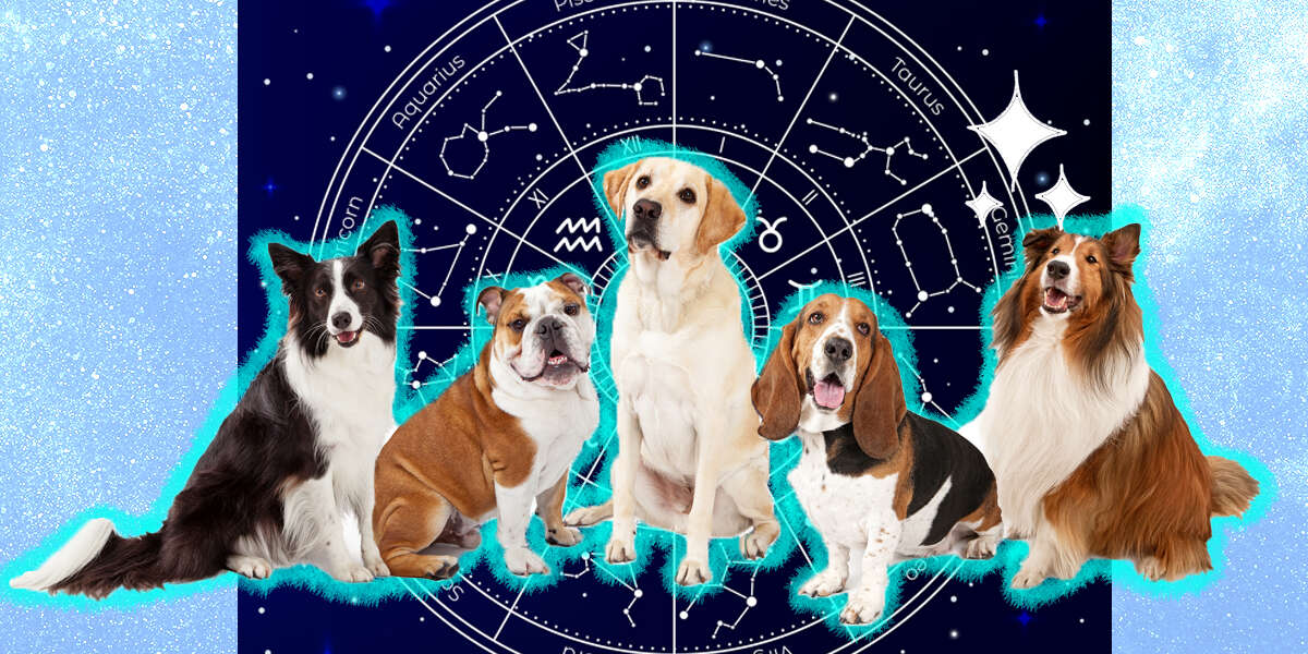 Dog Zodiac Signs Here’s What Your Pup’s Sign Says About Her Personality DodoWell The Dodo