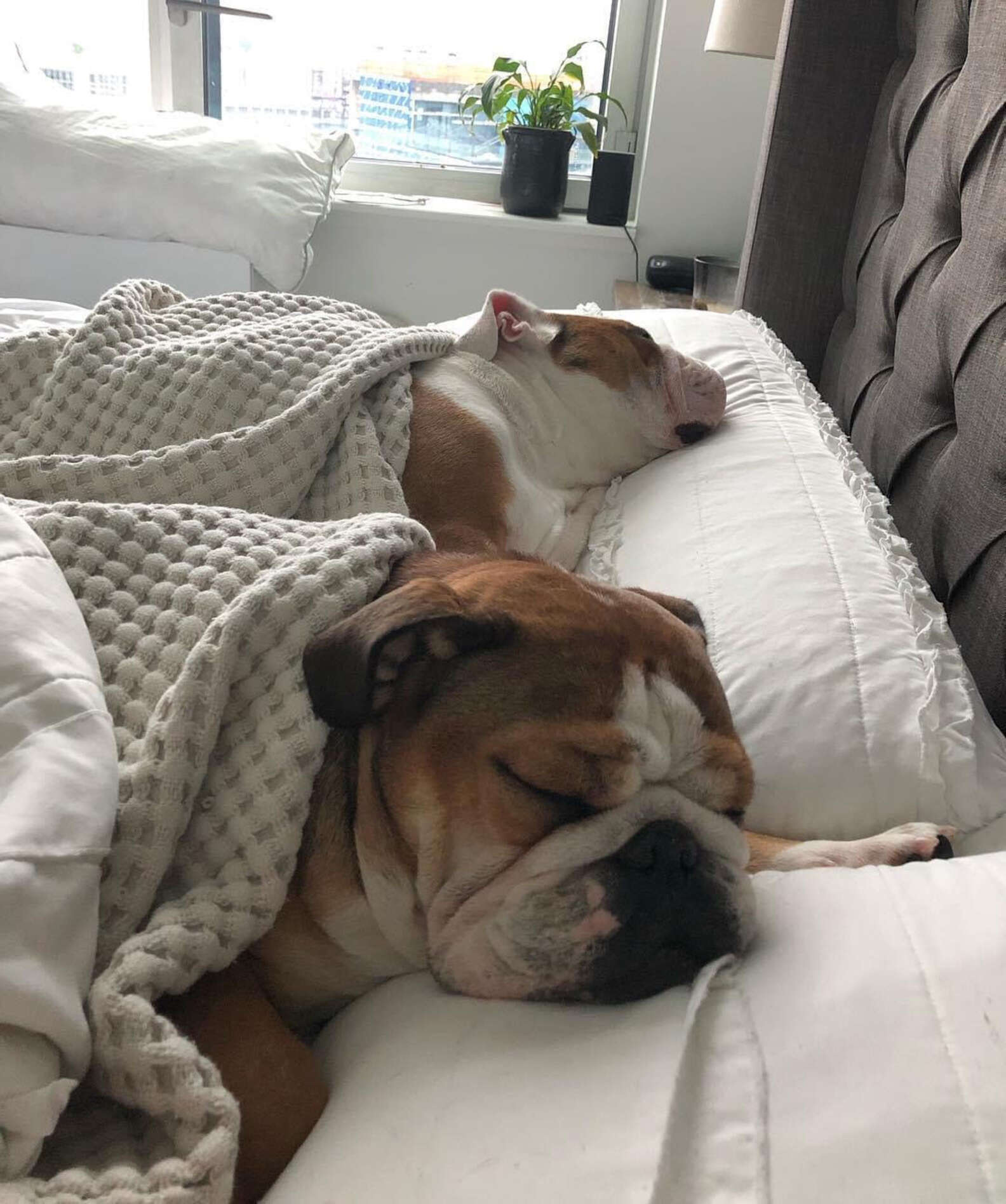Bulldog Jumps For Joy When She Sees Her New Ice Pool The Dodo