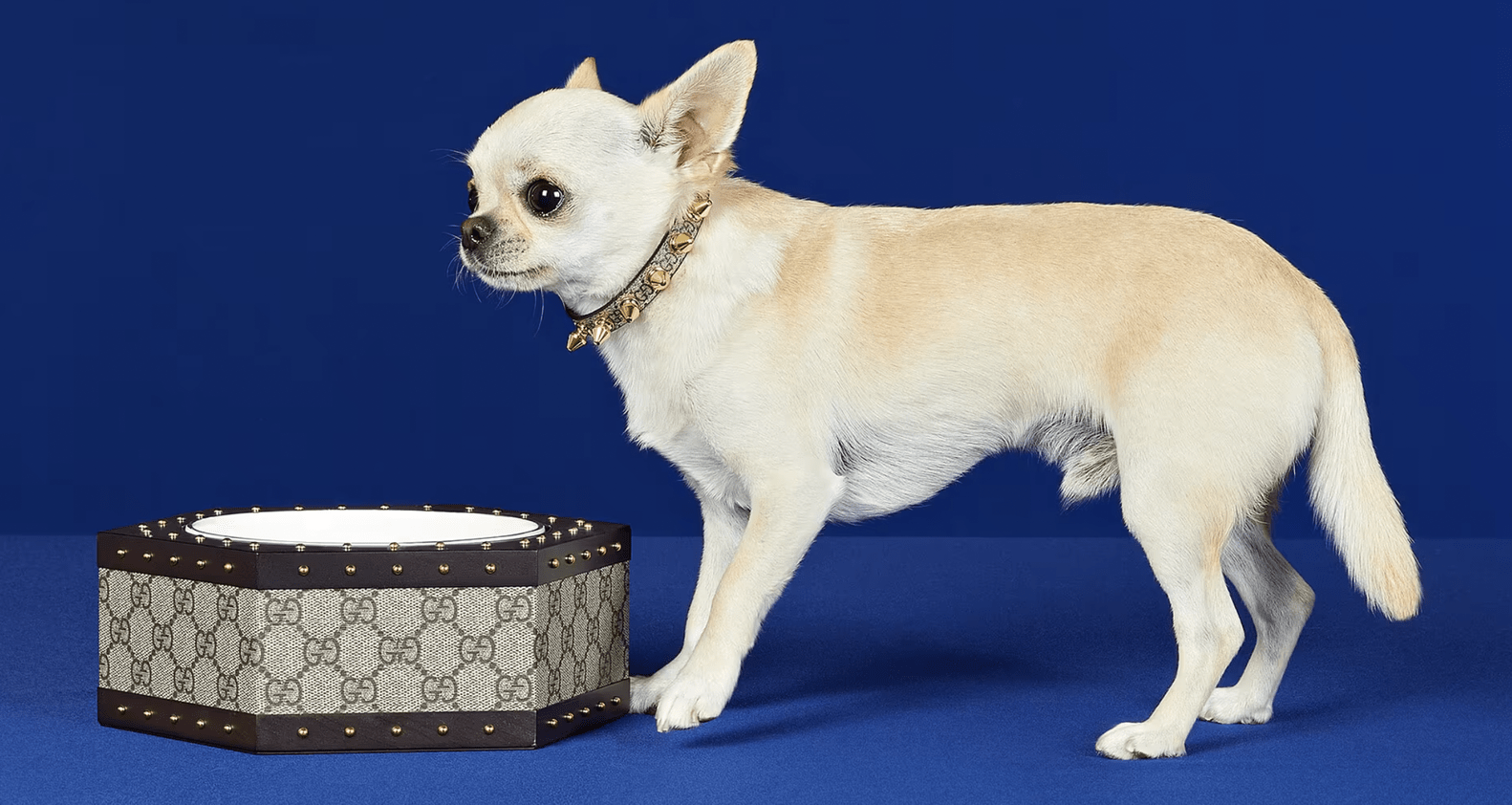 Gucci Pet Collection The Luxury Brand Unveils New Line For Pets, And