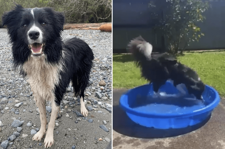 Water Intoxication In Dogs The Alarming Reason You Should Watch Your