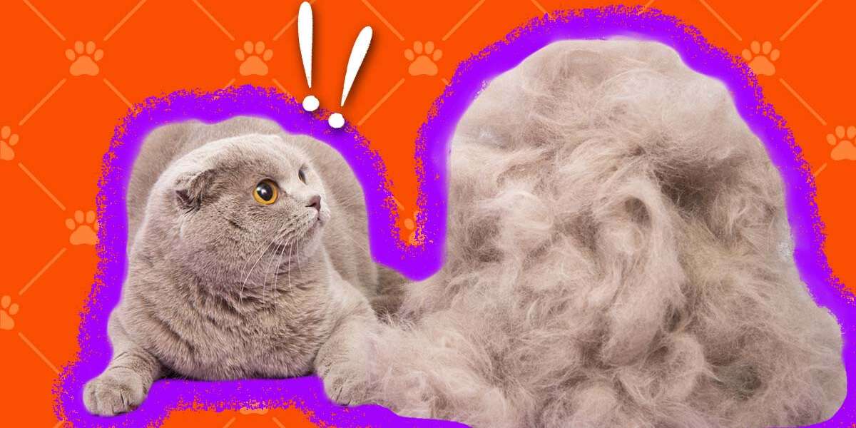 Hypoallergenic Cats 8 Breeds That Shed Less And Could Reduce Your
