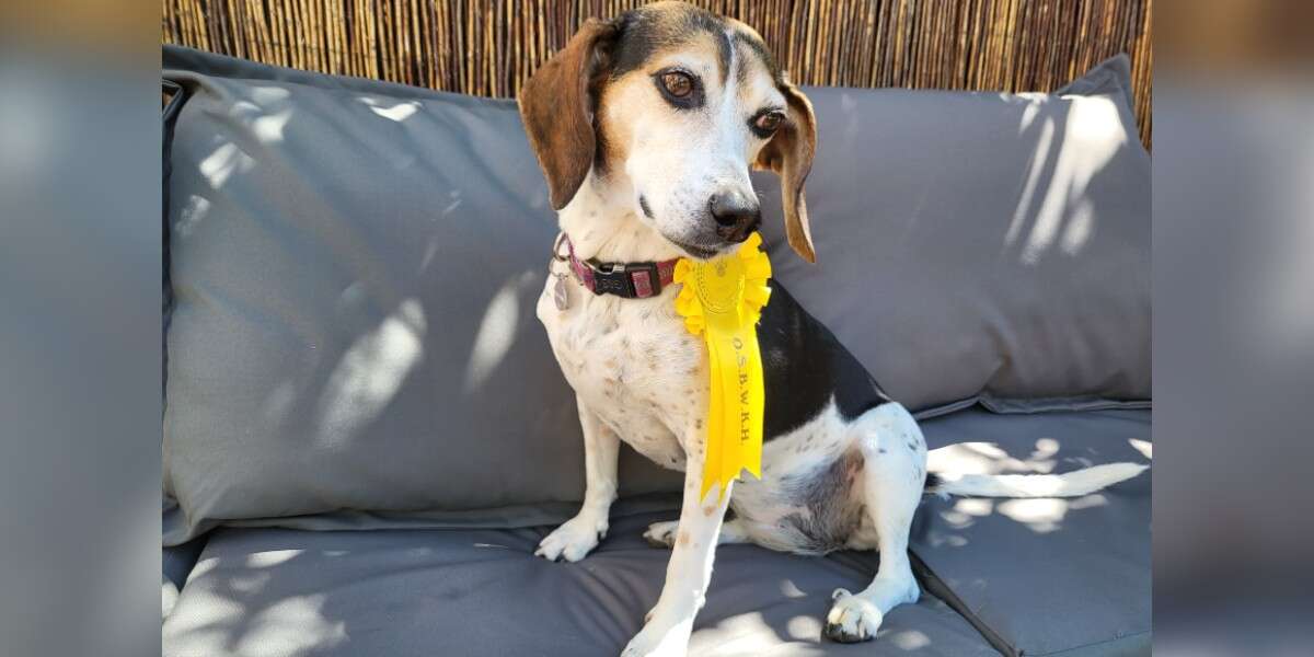 Lost Beagle Enters Dog Show, Wins Ribbon — Then Reunites With Family