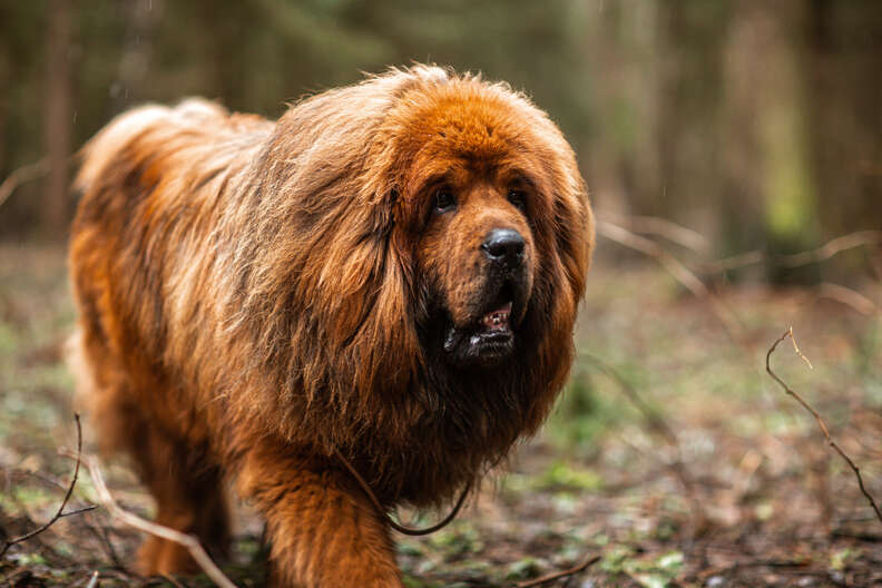 10 Dogs That Look Like Bears, Plus 10 More That Look Like Teddy Bears