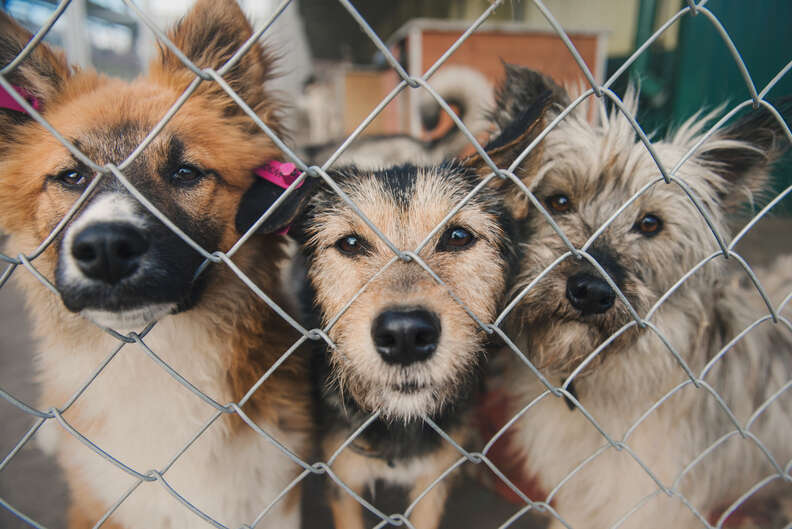 Many Animal Rescue Groups Are Cutting Or Waiving Adoption Fees For Dogs