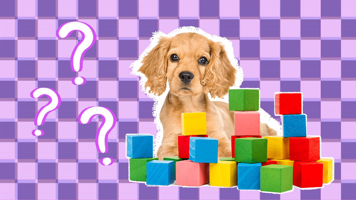 How Much To Pay Dog House Sitter