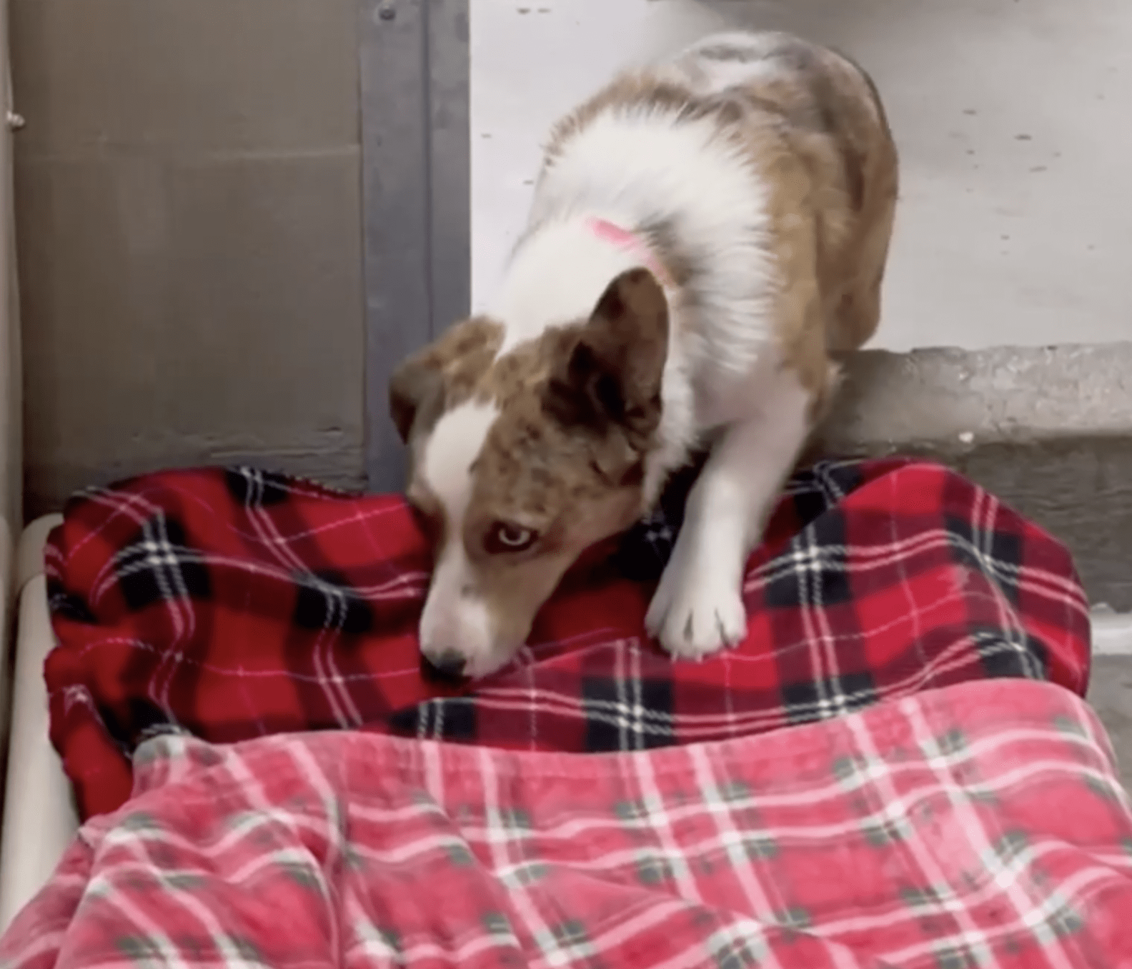 Shelter Dogs See Blankets For The First Time And Know Just What To Do