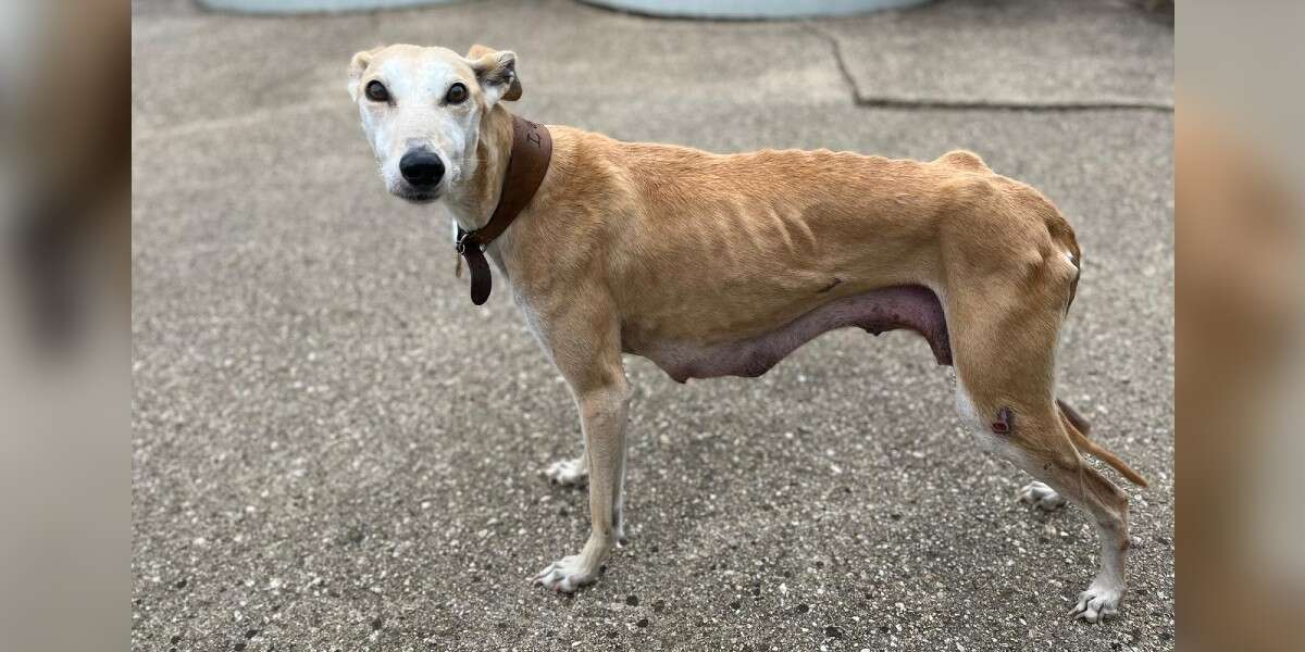 How Skinny Is Too Skinny For A Dog