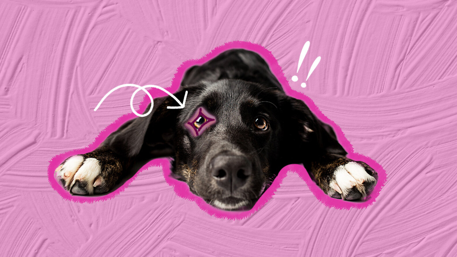 Dog Swollen Eye Common Causes And How To Treat It DodoWell The Dodo