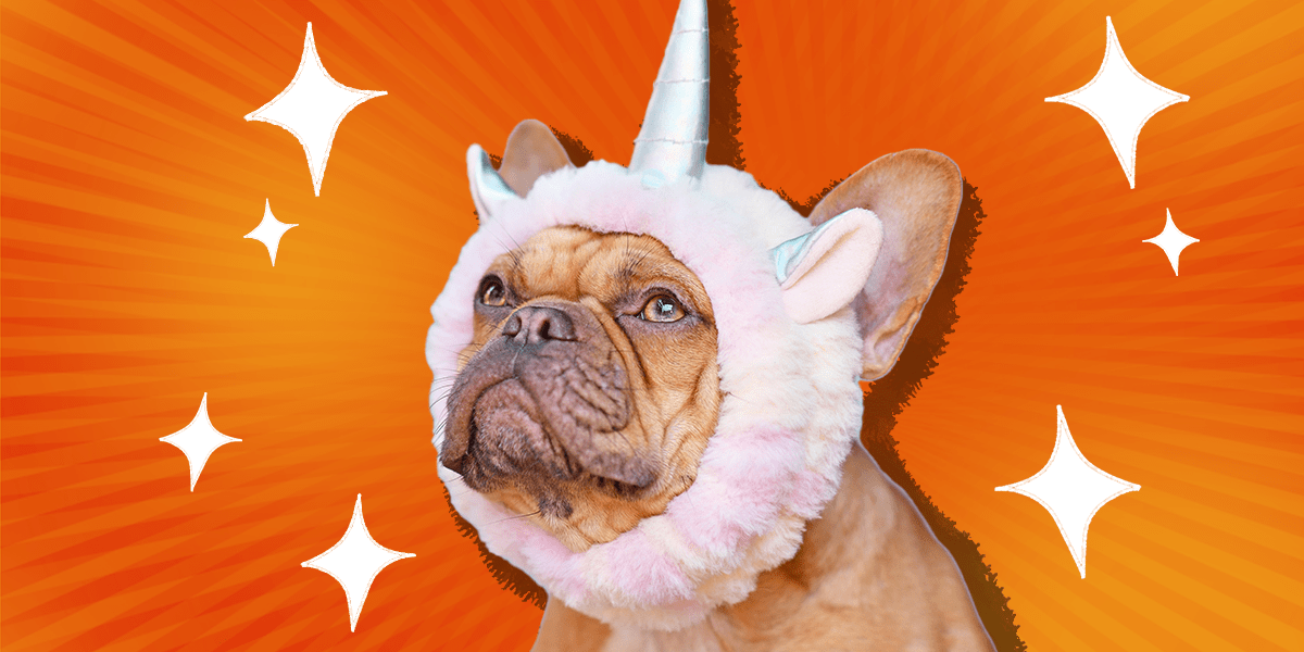 Unicorn Dog Costume The 9 Best Options For Halloween 2022 DodoWell