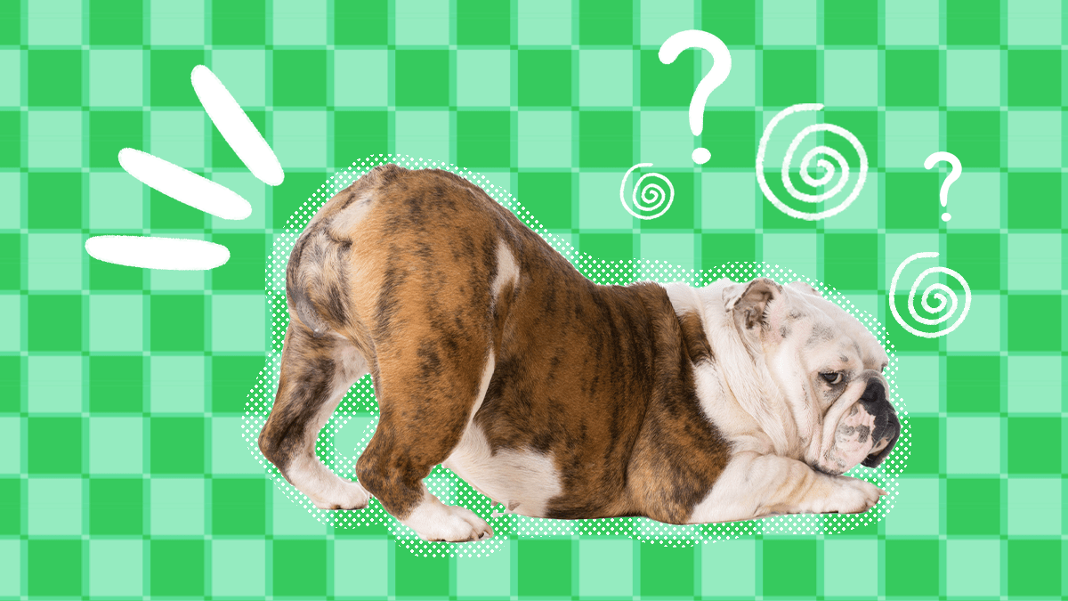 Why Dogs Put Their Head On Your Lap