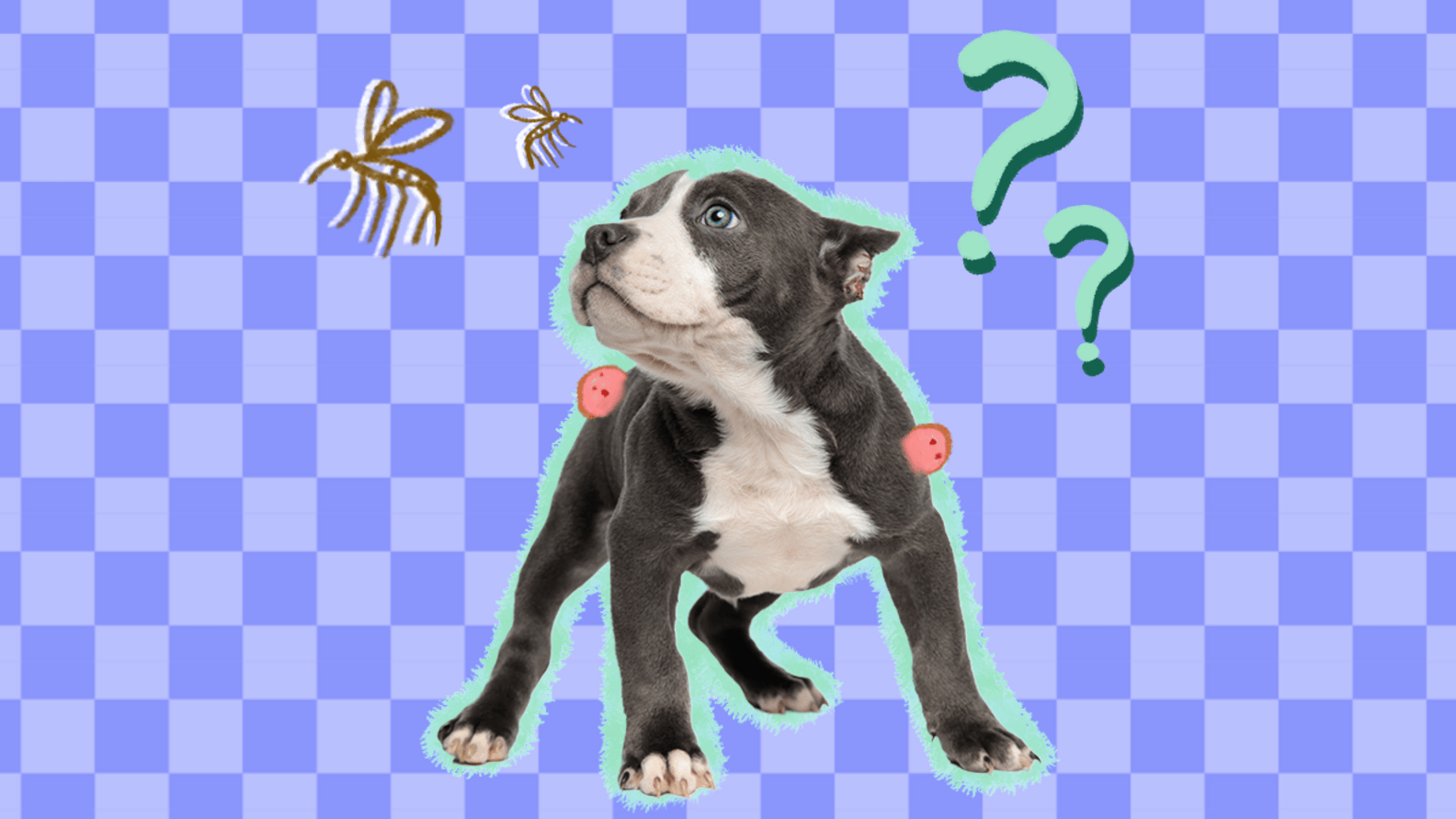 Do Mosquitoes Bite Dogs? And What Complications Can This Cause