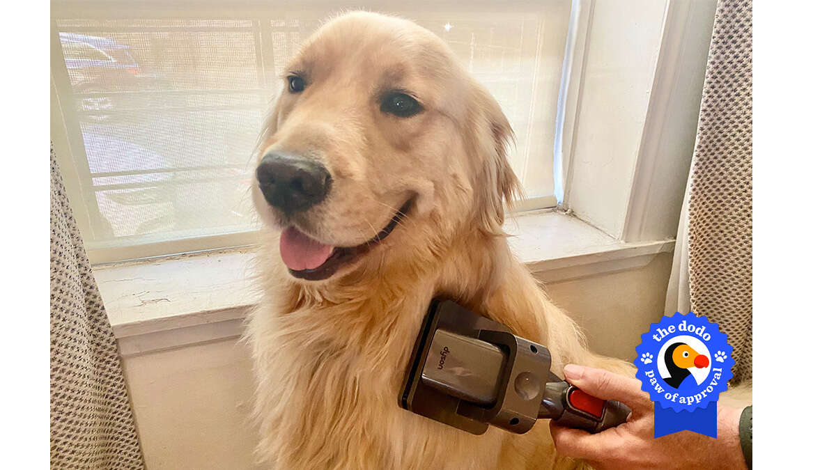 Dog Deshedding Vacuum Attachment atelieryuwa.ciao.jp