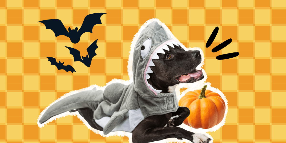 Are Squash Balls Safe For Dogs