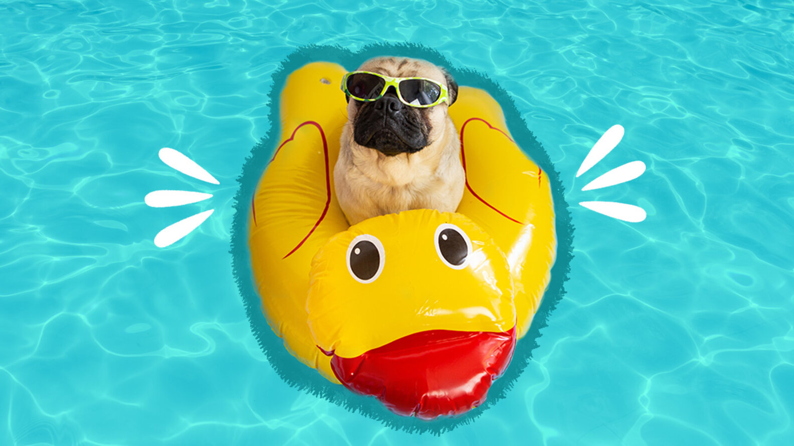 Dog Pool Toys 5 Toys That Can Keep Up With Your Pet’s Splishing and