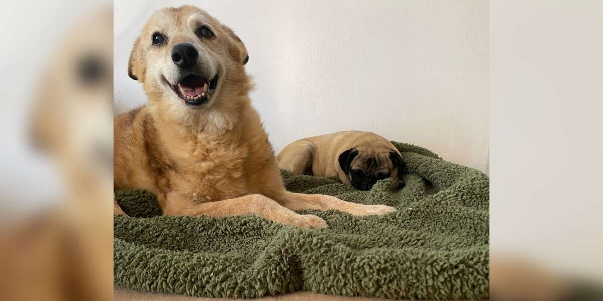 Stuart The Senior Dog Spent 14 Years In Shelter Gets To Sleep In New