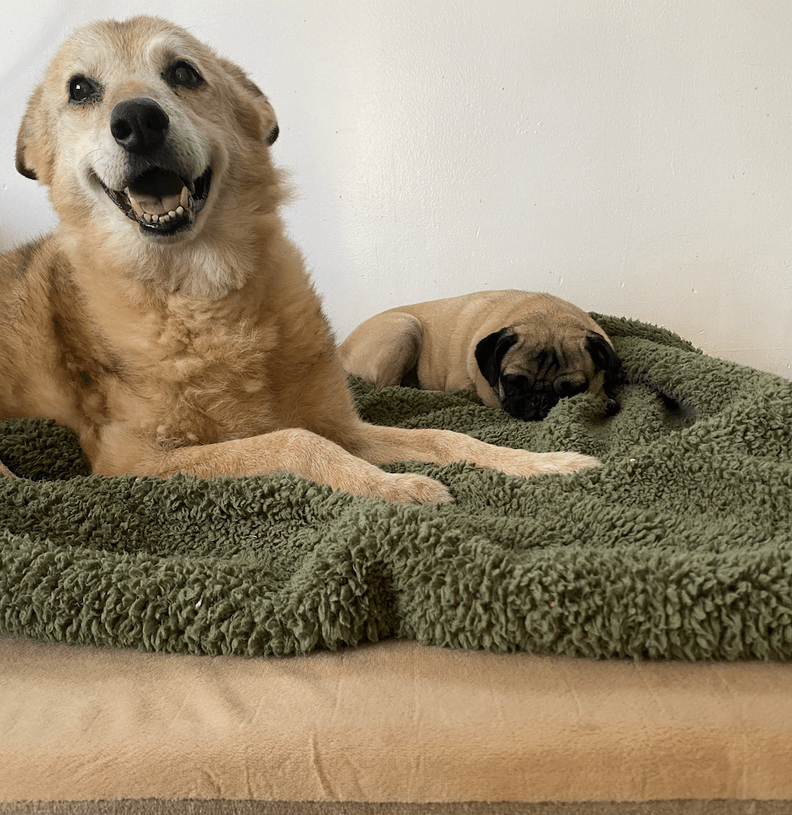 Stuart The Senior Dog Spent 14 Years In Shelter Gets To Sleep In New