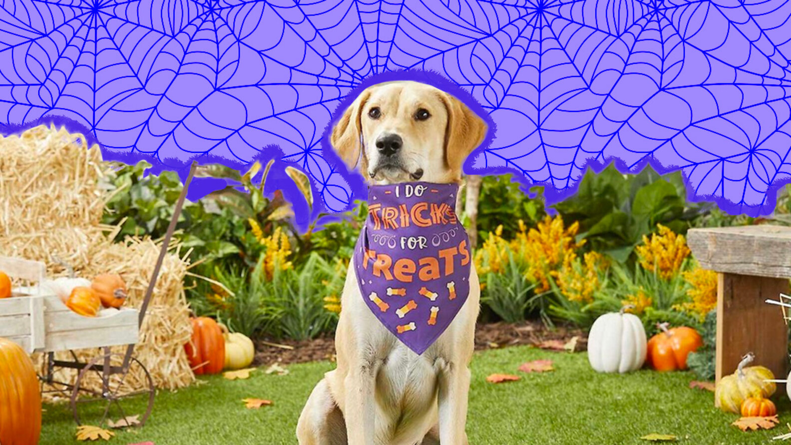 13 Halloween Dog Bandana Options For The Perfect Minimalist Costume
