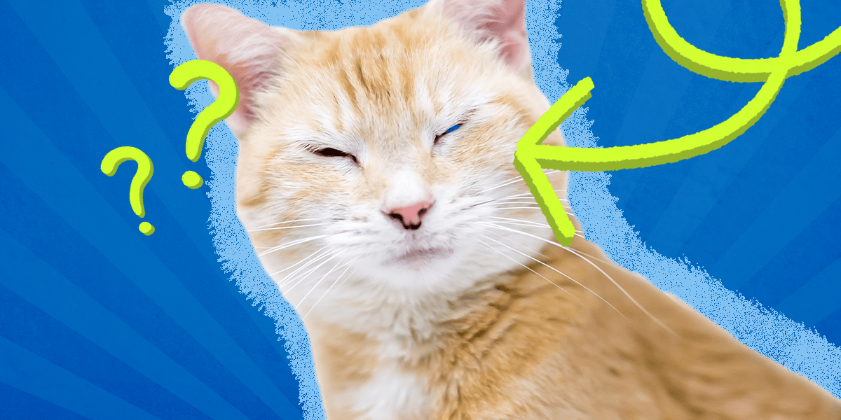Do Cats Blink Here’s The Deal With That Third Eyelid DodoWell The Dodo